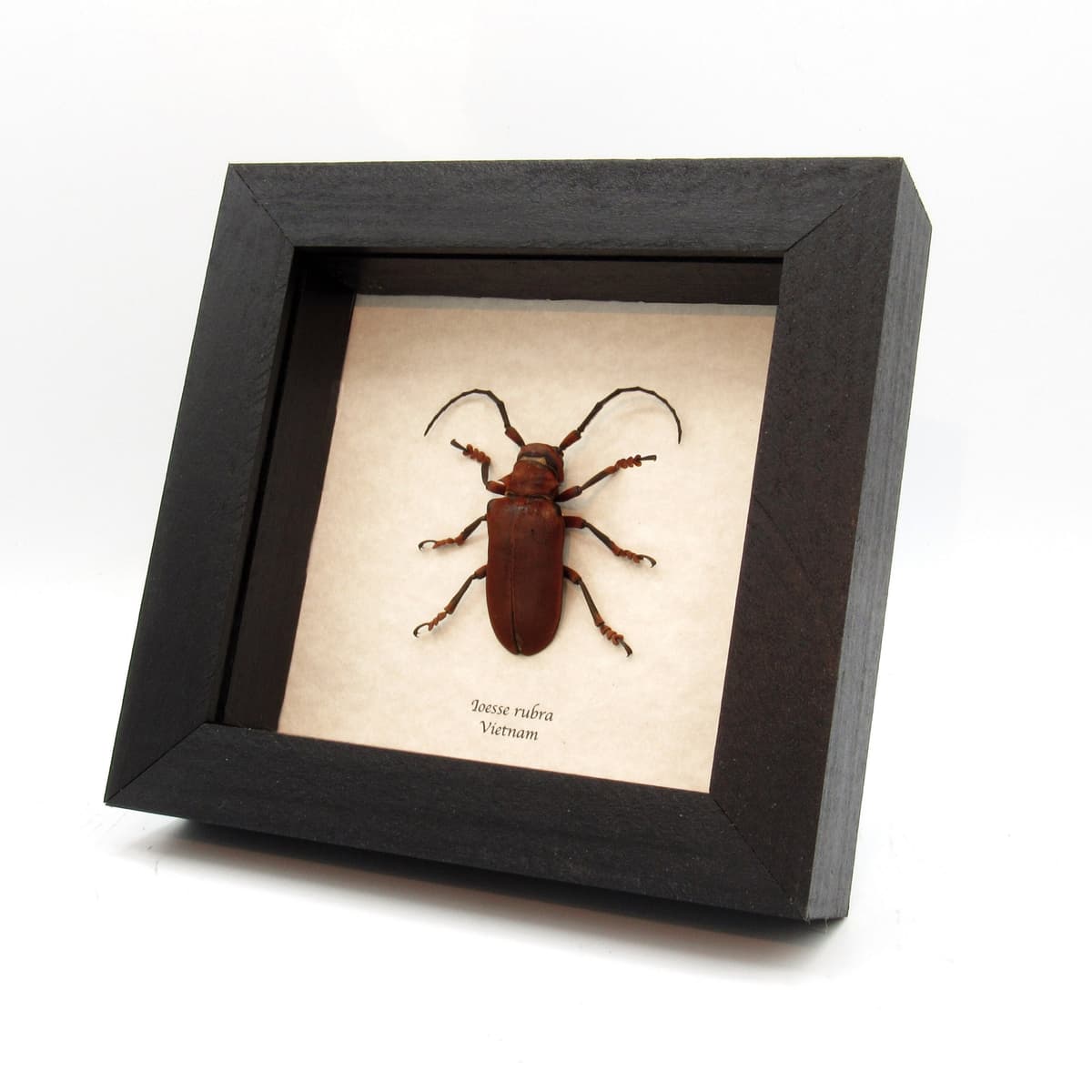 Real red Longhorn beetle framed taxidermy - Ioesse rubra