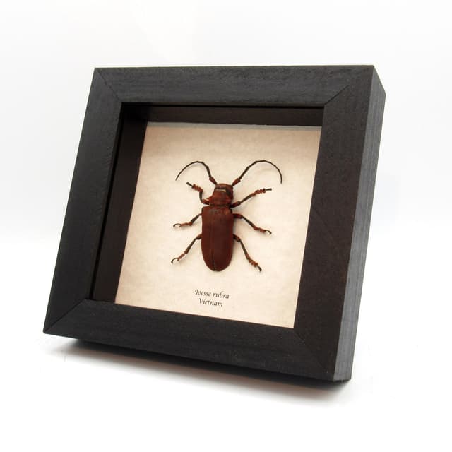 Real red Longhorn beetle framed taxidermy - Ioesse rubra