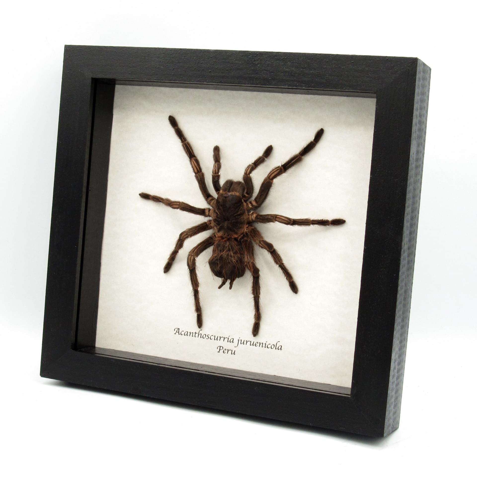 Real XL Brazilian Orange Banded Tarantula framed taxidermy - Acanthoscurria juruenicola
