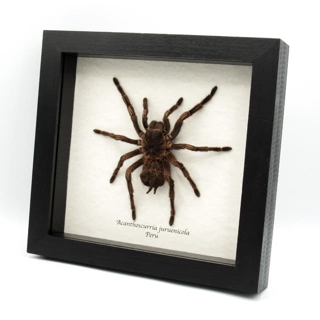 Real XL Brazilian Orange Banded Tarantula framed taxidermy - Acanthoscurria juruenicola