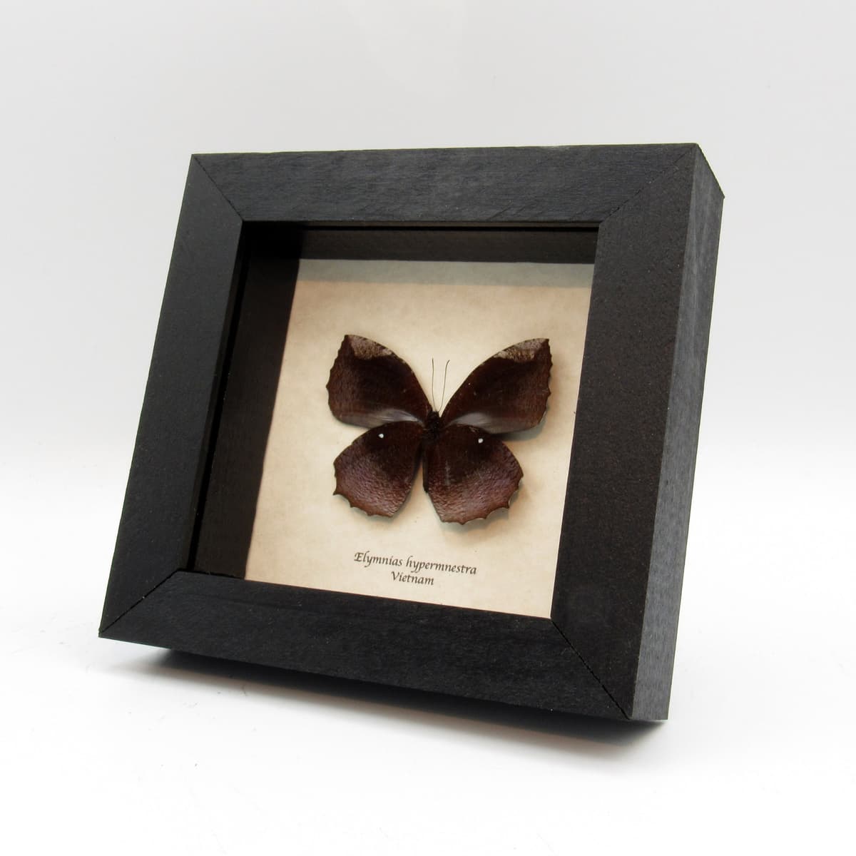 Real Common Palmfly butterfly taxidermy - Elymnias hypermnestra