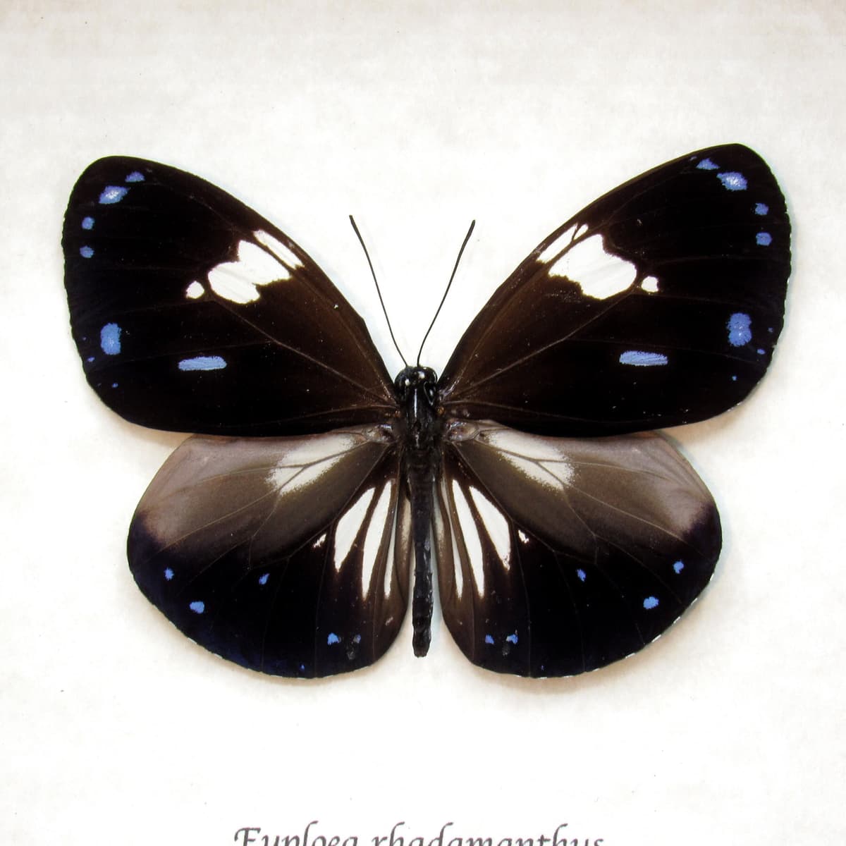Real framed taxidermy butterfly taxidermy - Euploea rhadamanthus