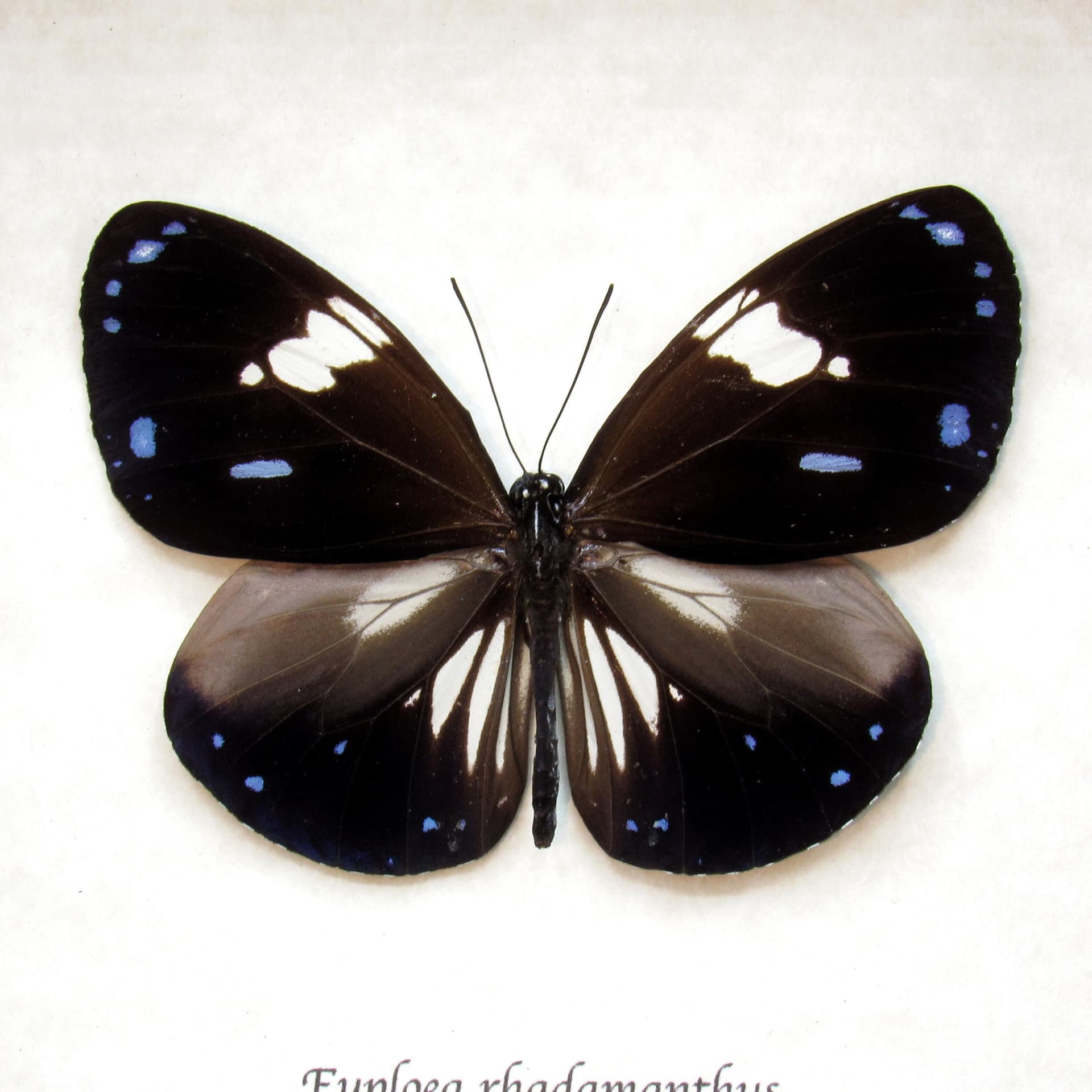 Real framed taxidermy butterfly taxidermy - Euploea rhadamanthus