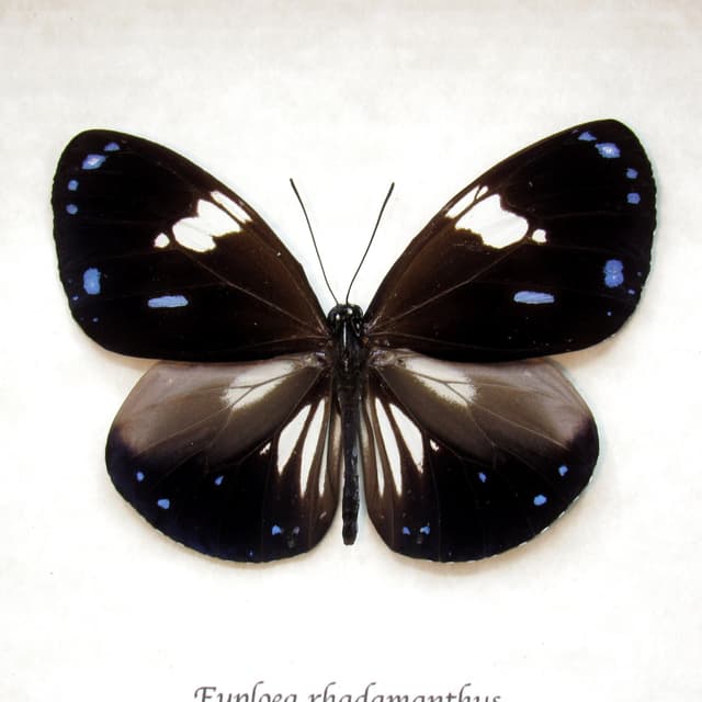 Real framed taxidermy butterfly taxidermy - Euploea rhadamanthus