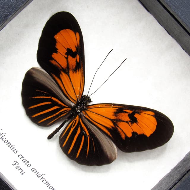 Real orange Longwing butterfly framed taxidermy - Heliconius erato andremona