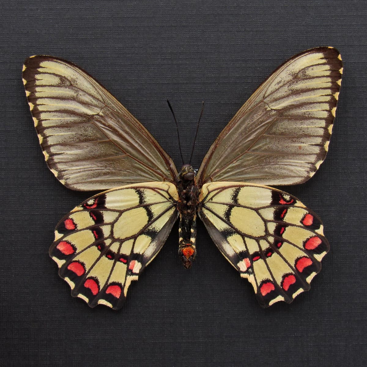 Rare red butterfly framed specimen - Euryades corethrus