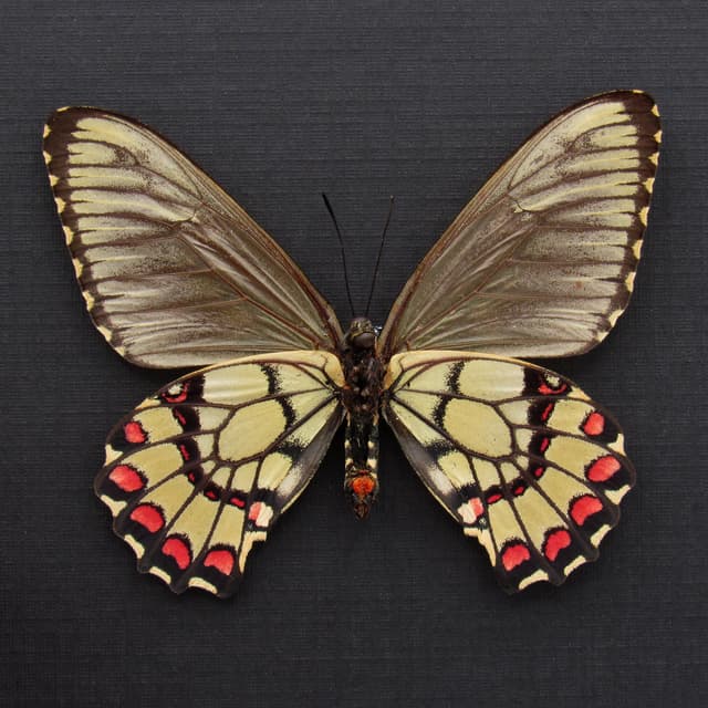 Rare red butterfly framed specimen - Euryades corethrus