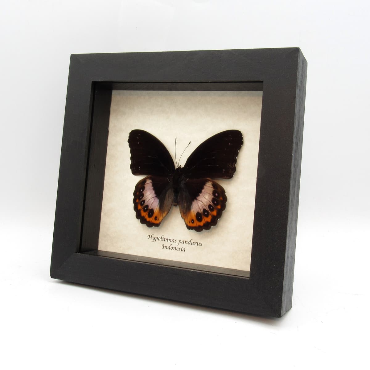 Real purple butterfly framed taxidermy - Hypolimnas pandarus
