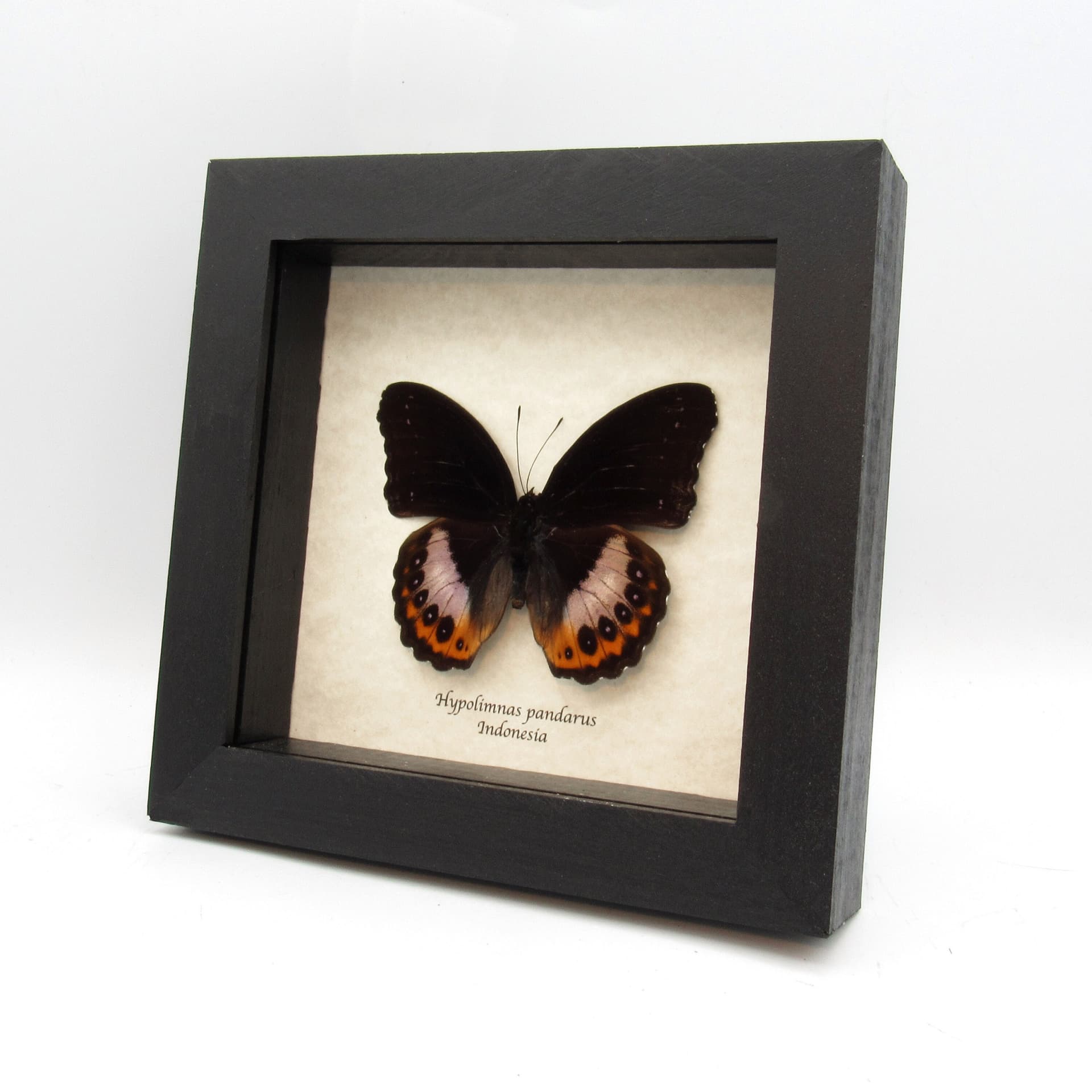 Real purple butterfly framed taxidermy - Hypolimnas pandarus
