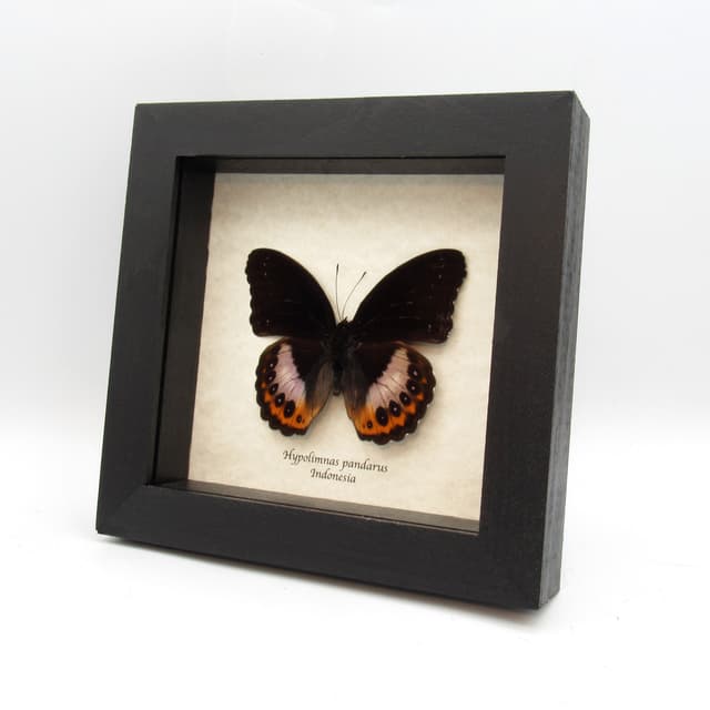 Real purple butterfly framed taxidermy - Hypolimnas pandarus