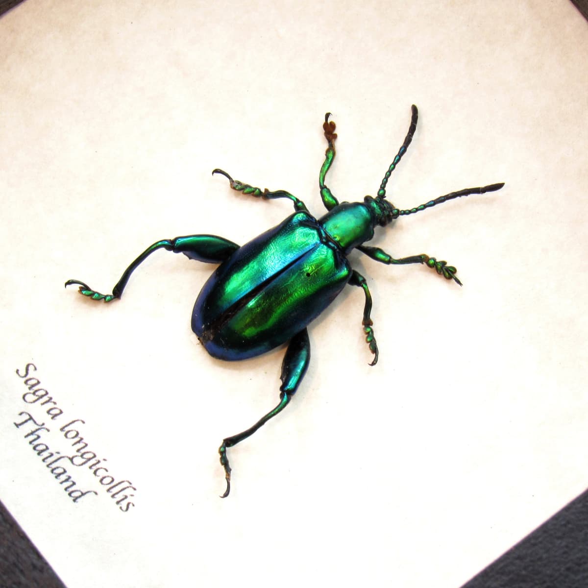 Real red-green Frog Beetle framed taxidermy - Sagra longicollis