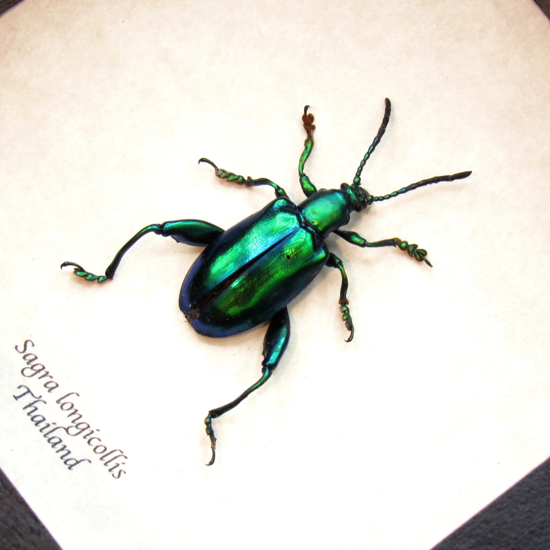 Real red-green Frog Beetle framed taxidermy - Sagra longicollis