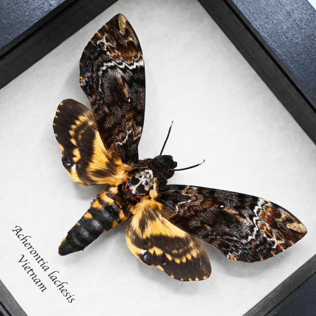 Large real Deaths Head moth framed taxidermy - Acherontia lachesis - female