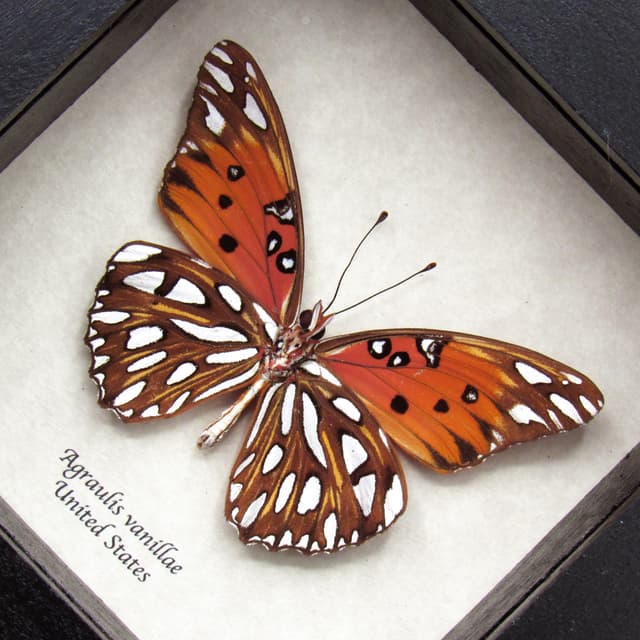 Real metallic silver Gulf Fritillary butterfly framed taxidermy - Agraulis vanillae