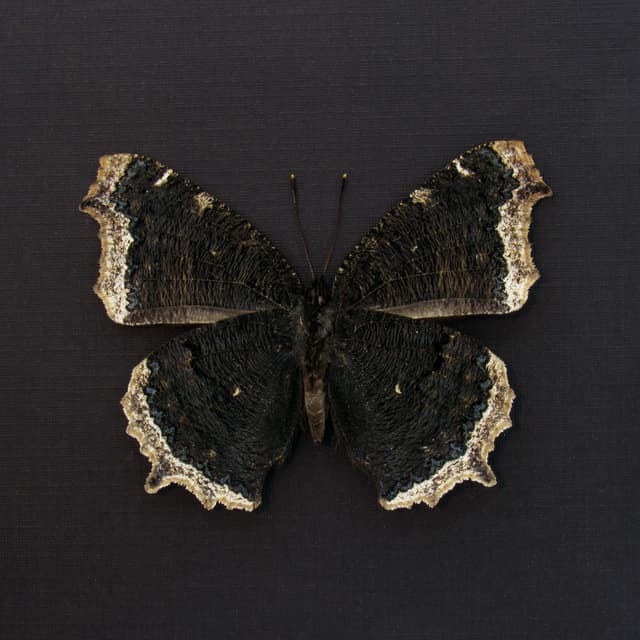 Real Mourning Cloak butterfly framed taxidermy - Nymphalis antiopa