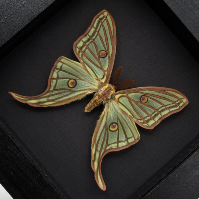 Rare large Spanish Moon moth framed taxidermy - Graellsia isabellae