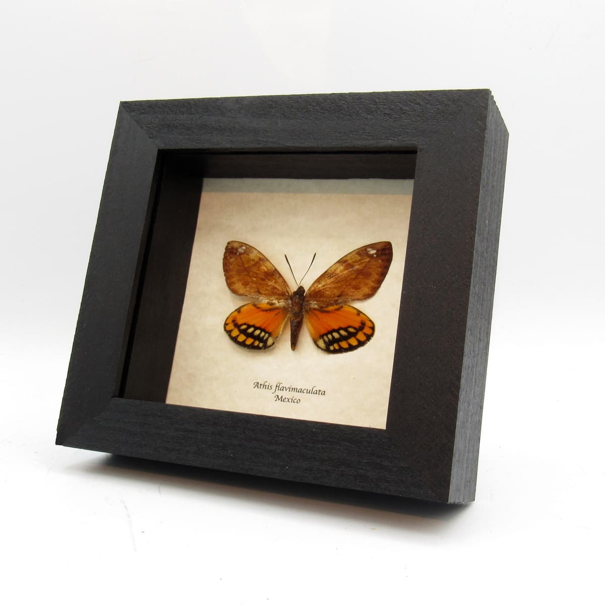 Rare orange Castnia moth framed taxidermy - Athis flavimaculata - minor damage/runt