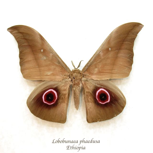 Real Giant Saturn moth framed taxidermy - Lobobunaea phaedusa