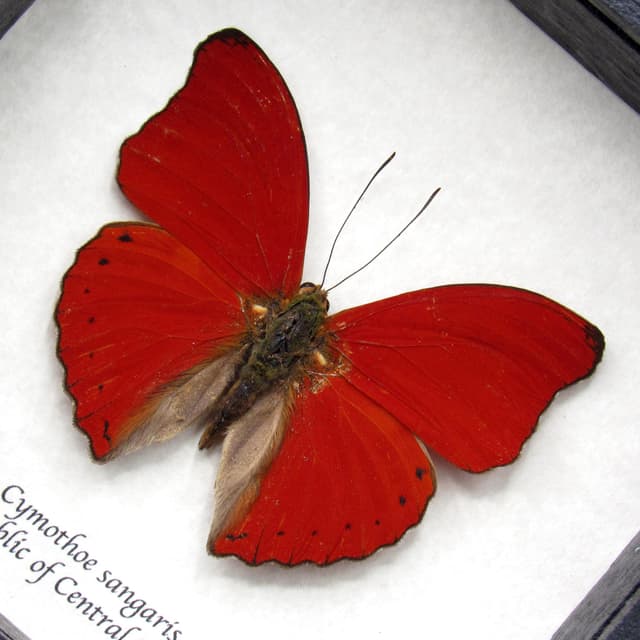 Real Red Glider butterfly framed taxidermy - Cymothoe sangaris