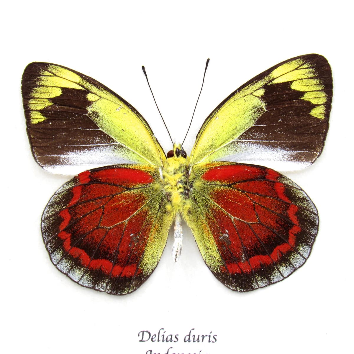 Rare red Delias butterfly framed taxidermy - Delias duris