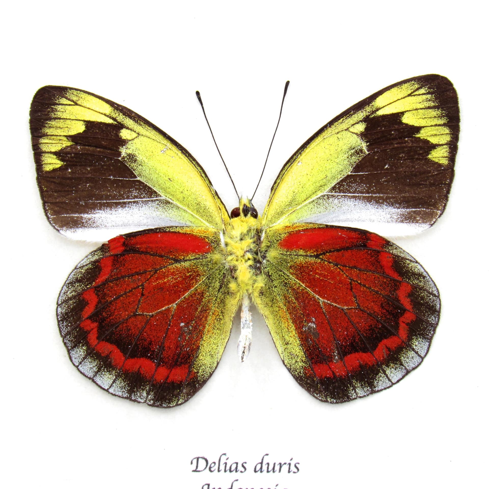 Rare red Delias butterfly framed taxidermy - Delias duris