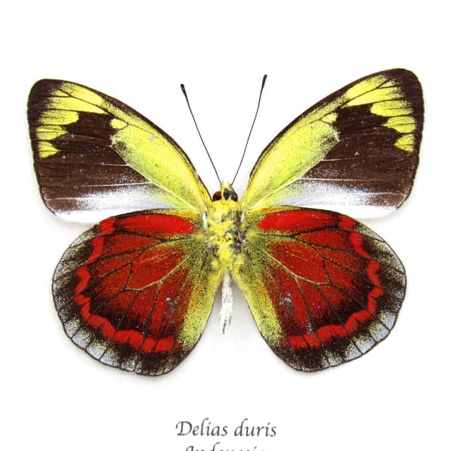Rare red Delias butterfly framed taxidermy - Delias duris