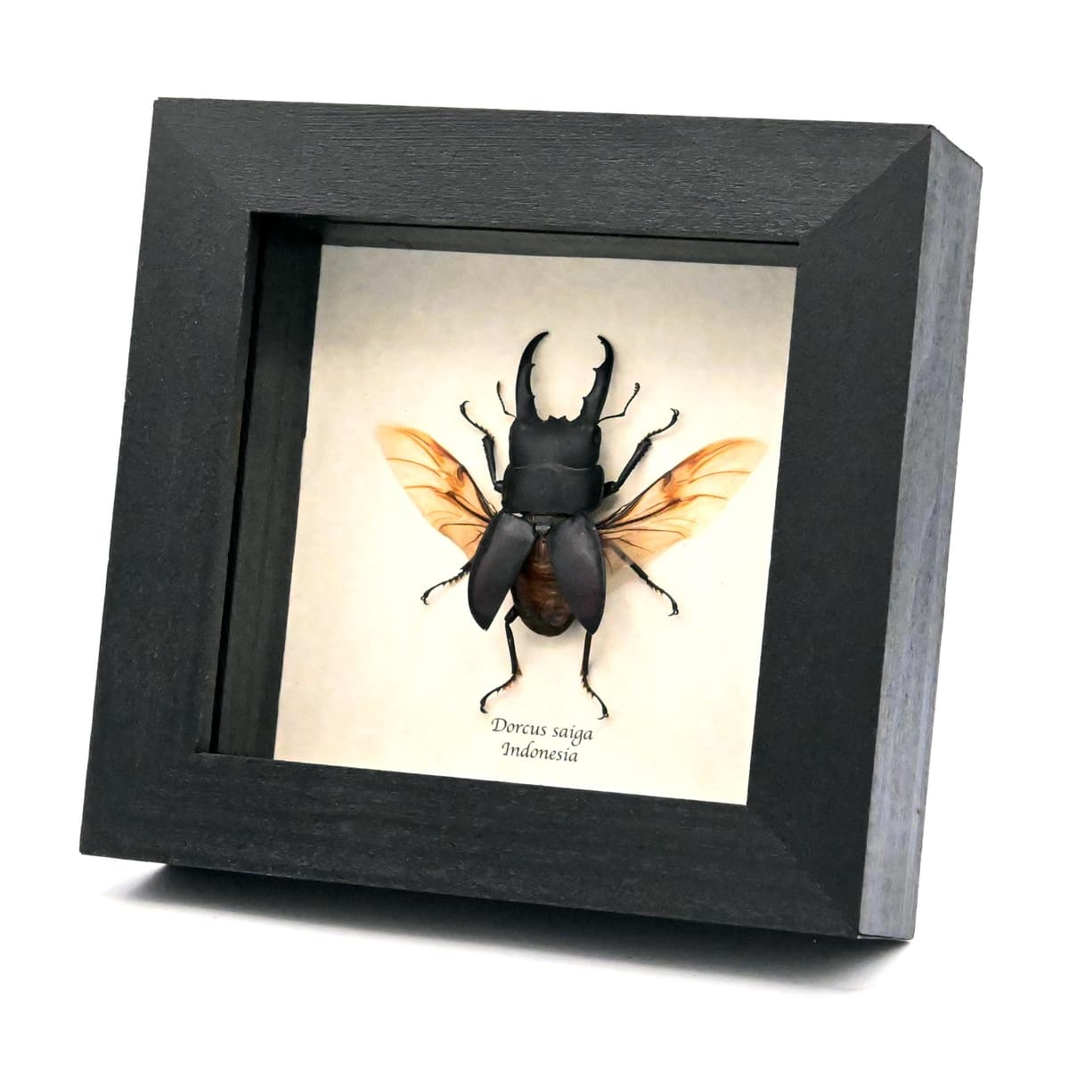 Real  Stag beetle framed taxidermy - Dorcus saiga