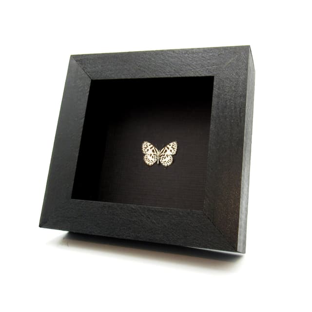 Very tiny real spotted Lycaenid butterfly framed taxidermy - Tarucas waterstradti