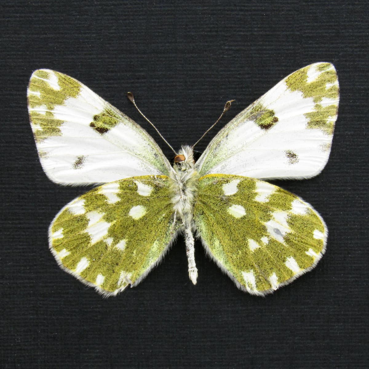 Real Eastern Bath White butterfly framed taxidermy - Pontia edusa - female