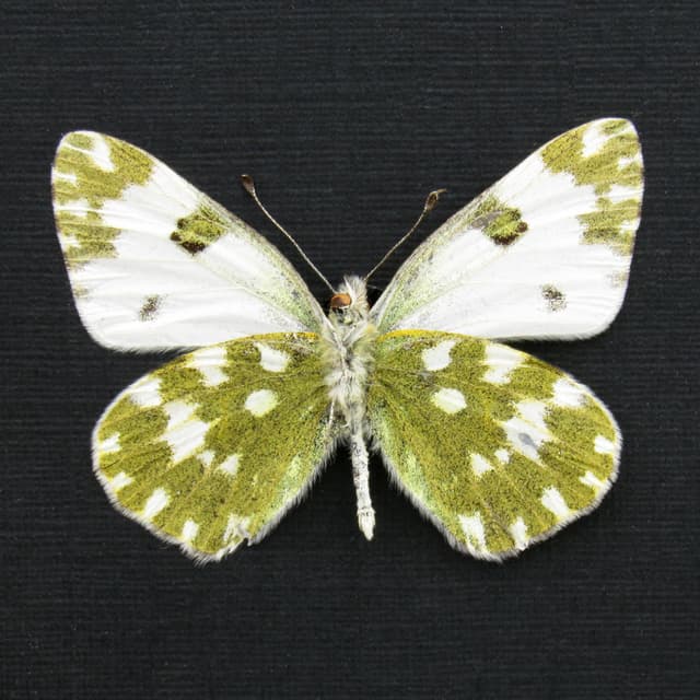 Real Eastern Bath White butterfly framed taxidermy - Pontia edusa - female