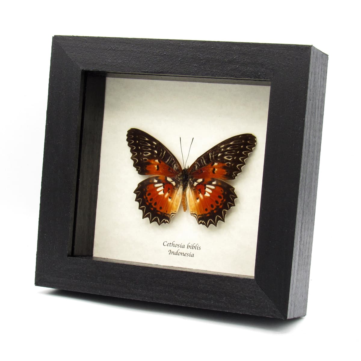 Real Red-orange butterfly framed taxidermy - Cethosia biblis