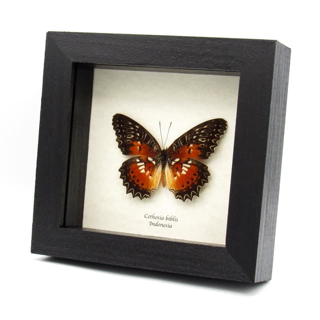 Real Red-orange butterfly framed taxidermy - Cethosia biblis