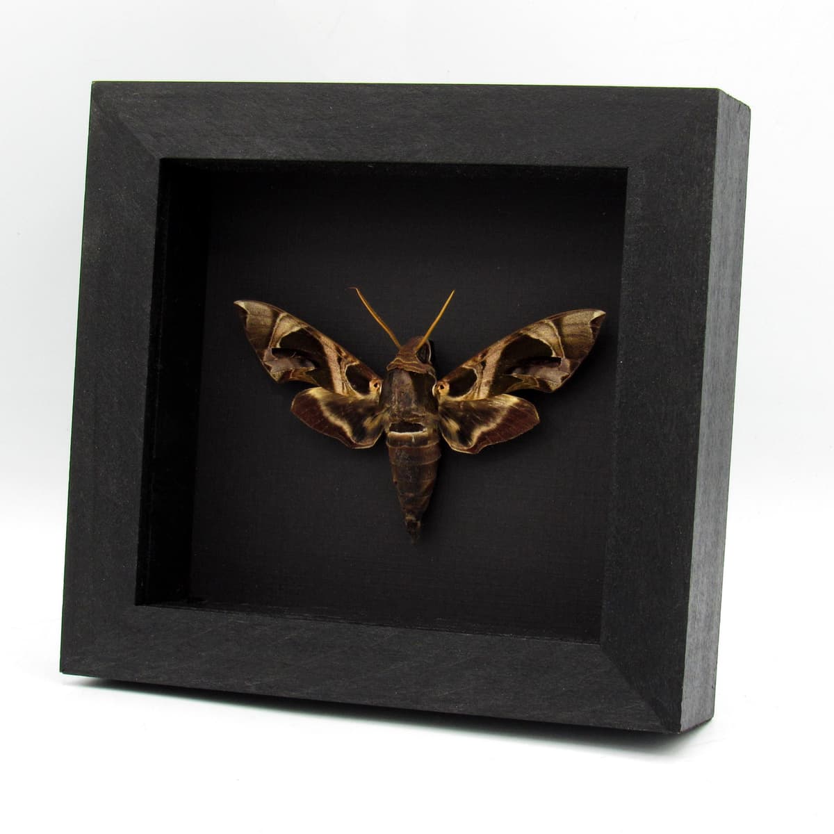 Real Jade Hawkmoth framed specimen - Daphnis hypothous