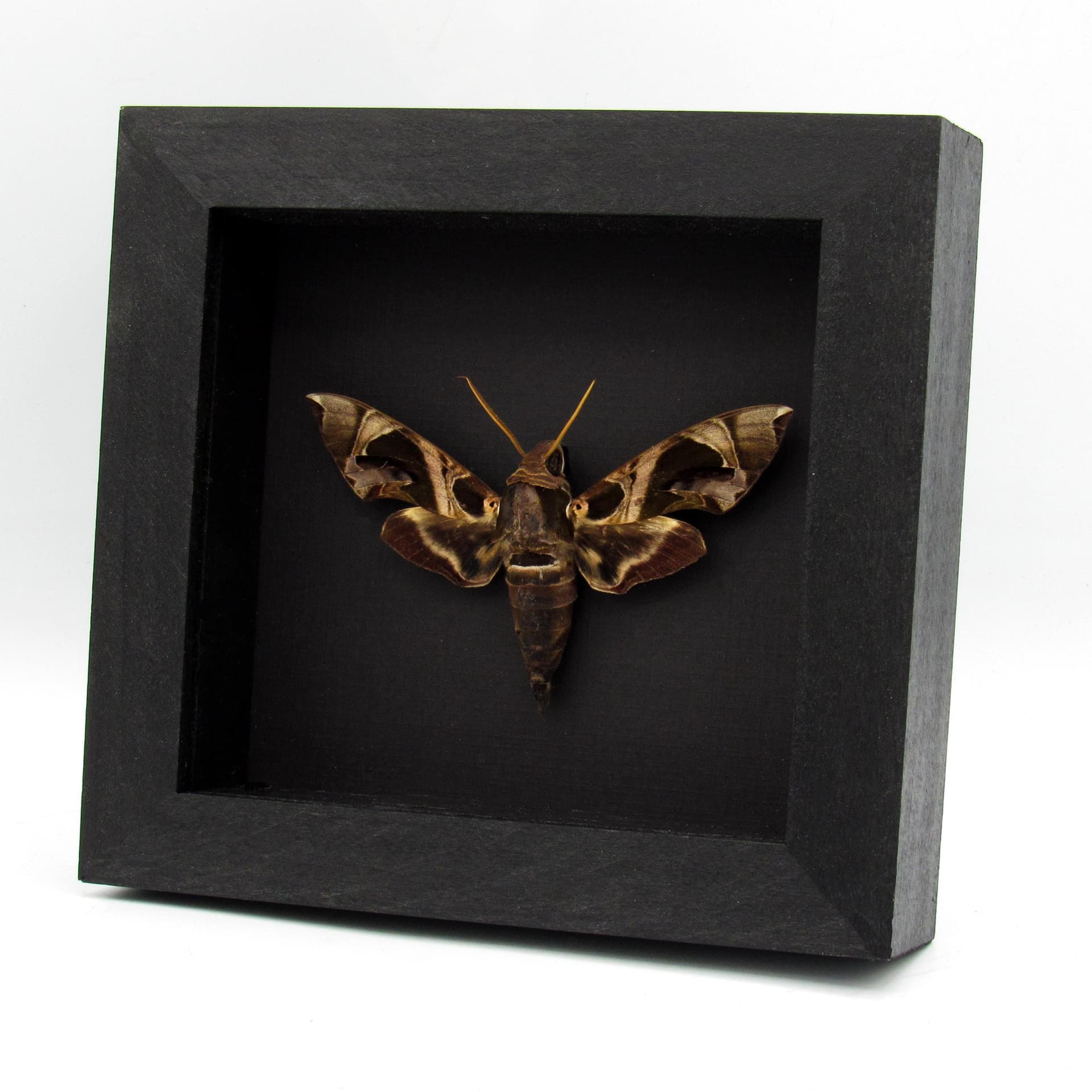 Real Jade Hawkmoth framed specimen - Daphnis hypothous