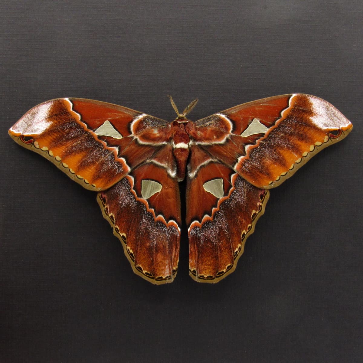 Real GIANT Saturn moth framed taxidermy - Rothschildia triloba - Victorian mount
