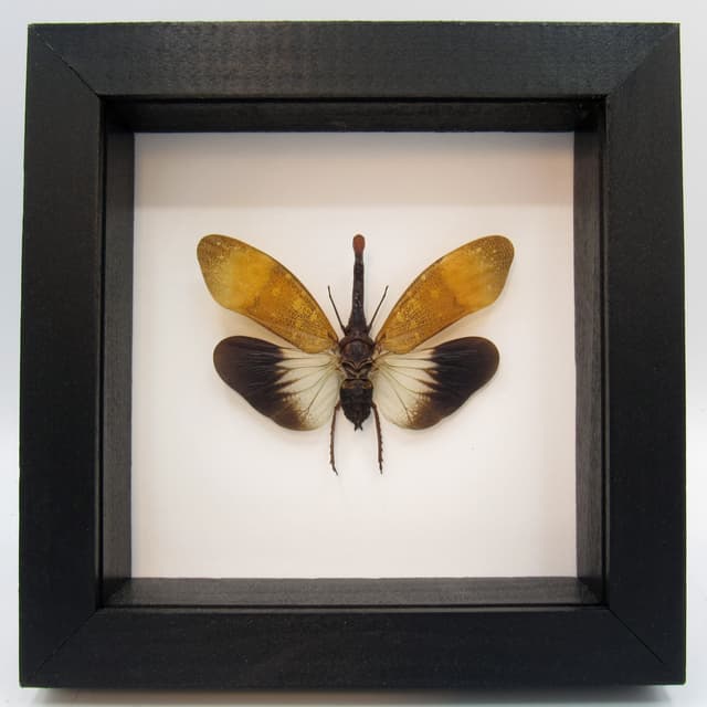 Real Lanternfly framed taxidermy - Pyrops pyrorhyncha
