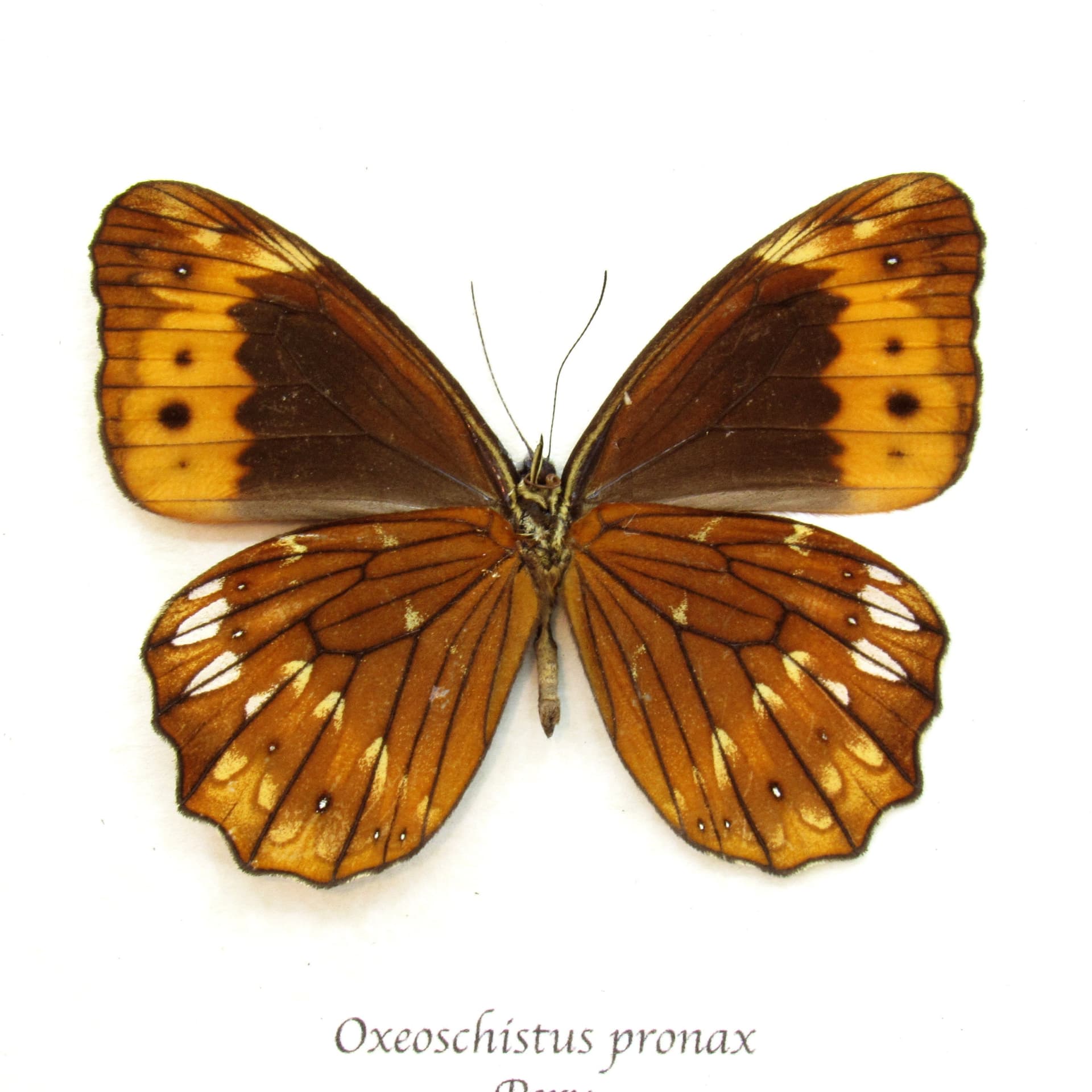 Real orange butterfly framed taxidermy - Oxeoschistus pronax