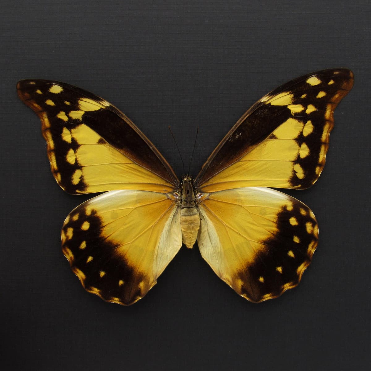 Rare XXL Giant Morpho butterfly framed taxidermy - Morpho rhetenor helena - female - 6.2 inch wingspan
