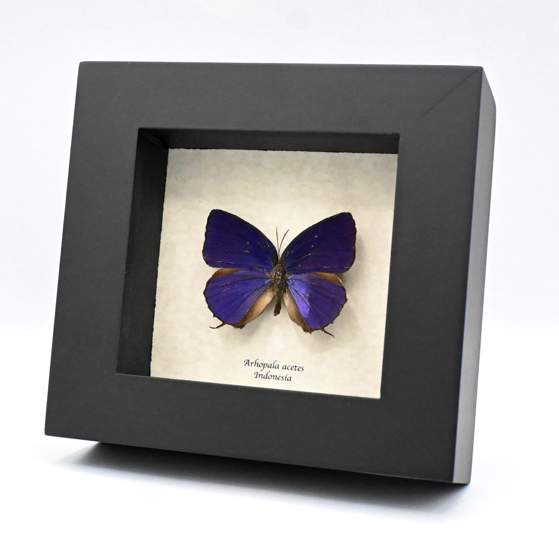Real iridescent purple butterfly framed taxidermy - Arhopala acetes