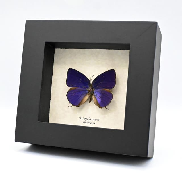 Real iridescent purple butterfly framed taxidermy - Arhopala acetes