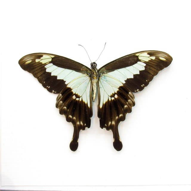 Real pale green butterfly framed taxidermy - Papilio phorcas - Victorian mount