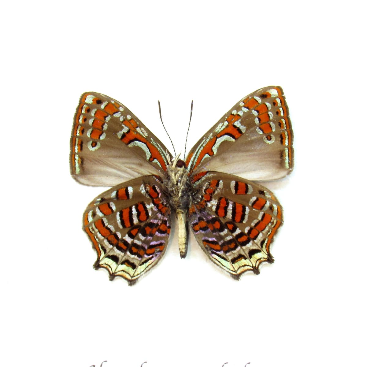 Rare metallic red butterfly framed taxidermy - Hypochrysops polycletus