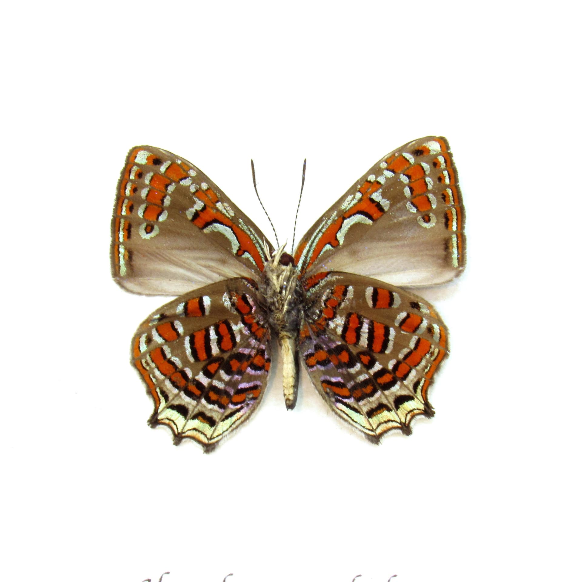 Rare metallic red butterfly framed taxidermy - Hypochrysops polycletus