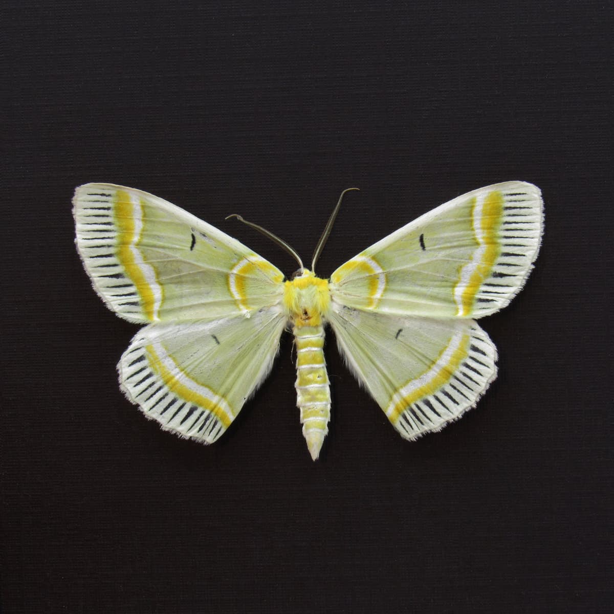 Real green Geometer moth framed taxidermy - Iotaphora admirabilis