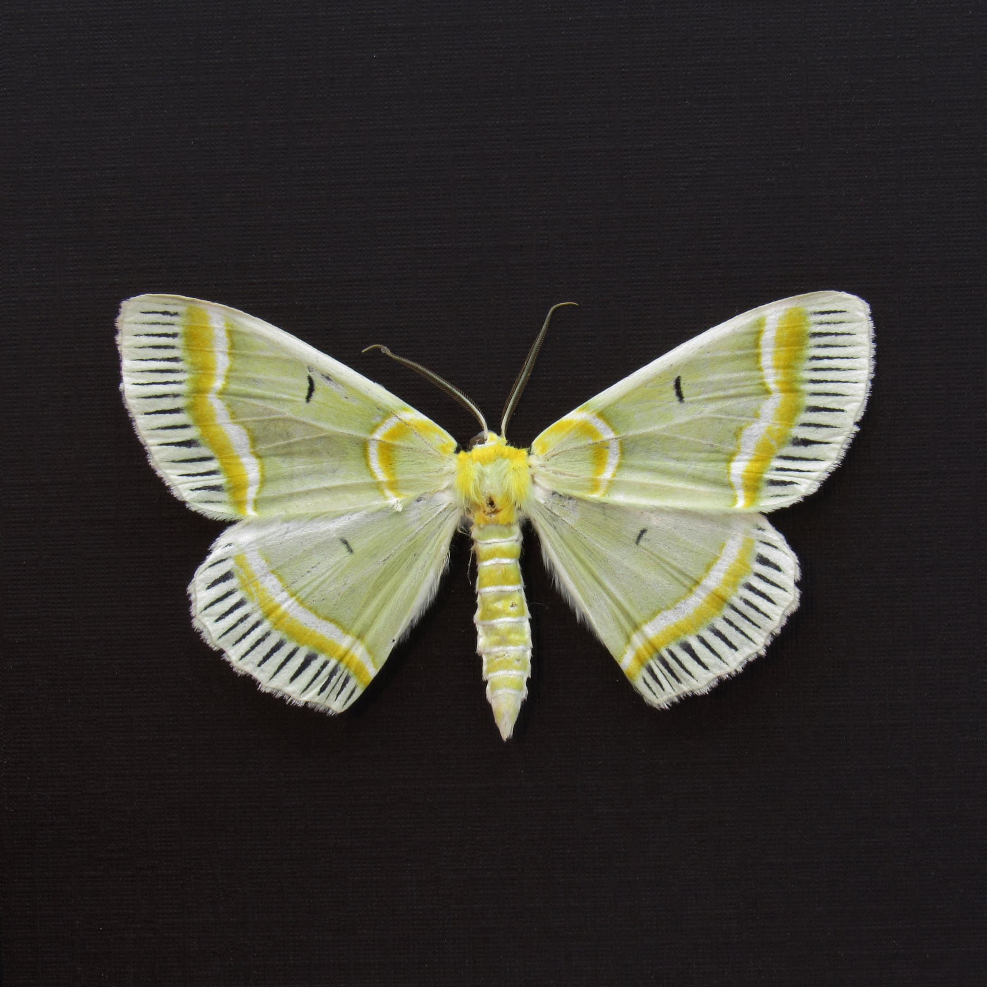 Real green Geometer moth framed taxidermy - Iotaphora admirabilis