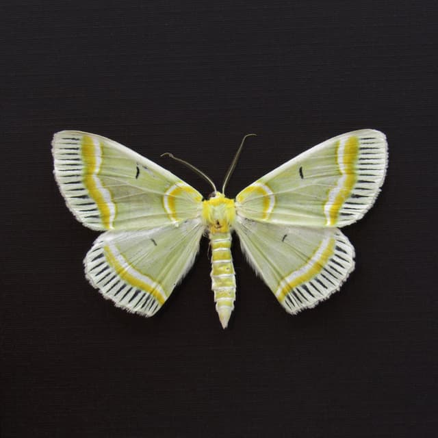 Real green Geometer moth framed taxidermy - Iotaphora admirabilis