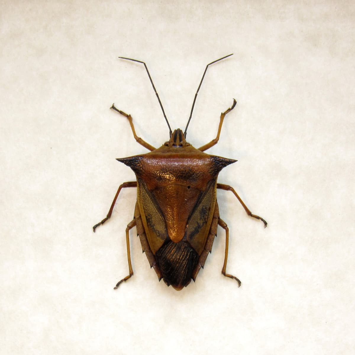 Real horned Shield bug framed taxidermy - Pygoplatys firmatus