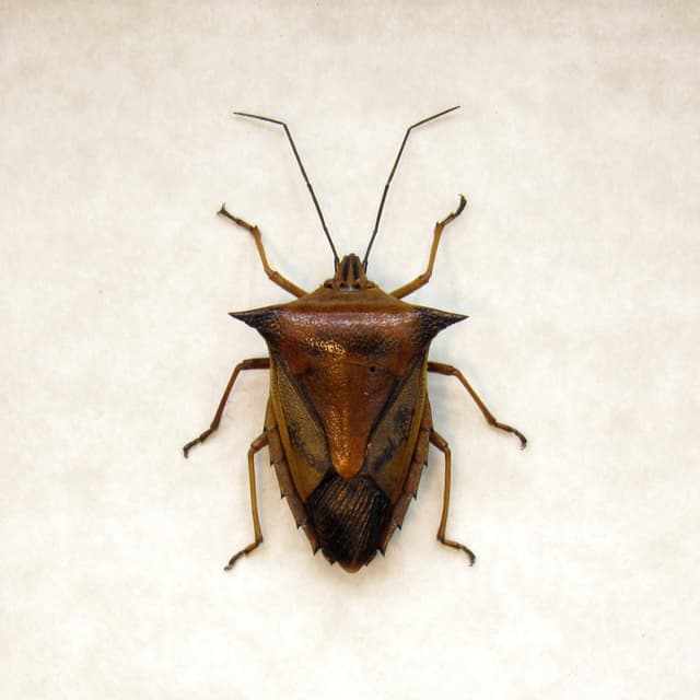 Real horned Shield bug framed taxidermy - Pygoplatys firmatus