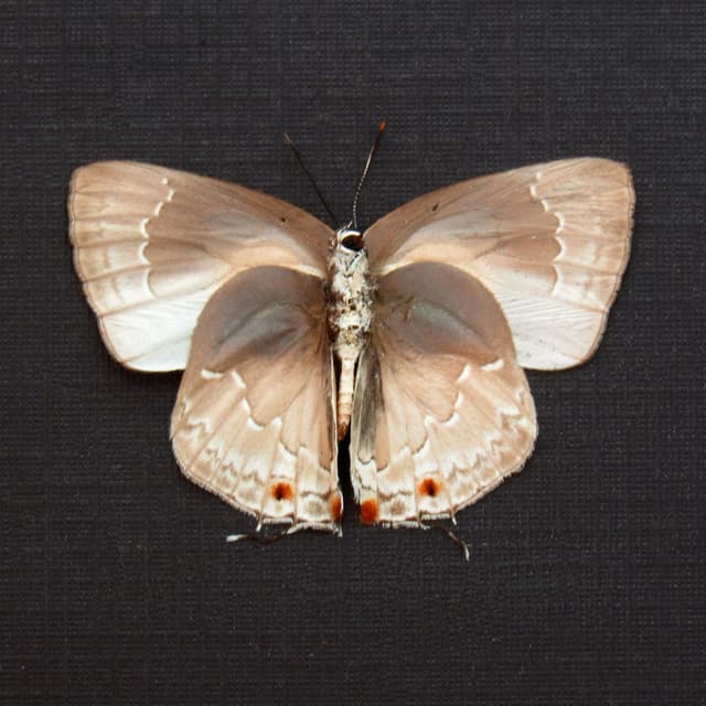Real Silver Hairstreak butterfly framed taxidermy - Lycaenidae species - Victorian mount