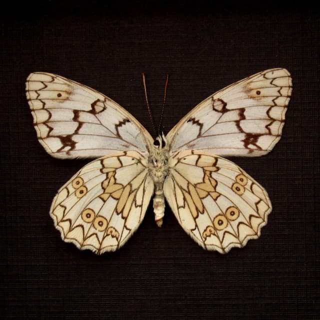 Real Marbled White butterfly framed taxidermy - Melanargia russiae